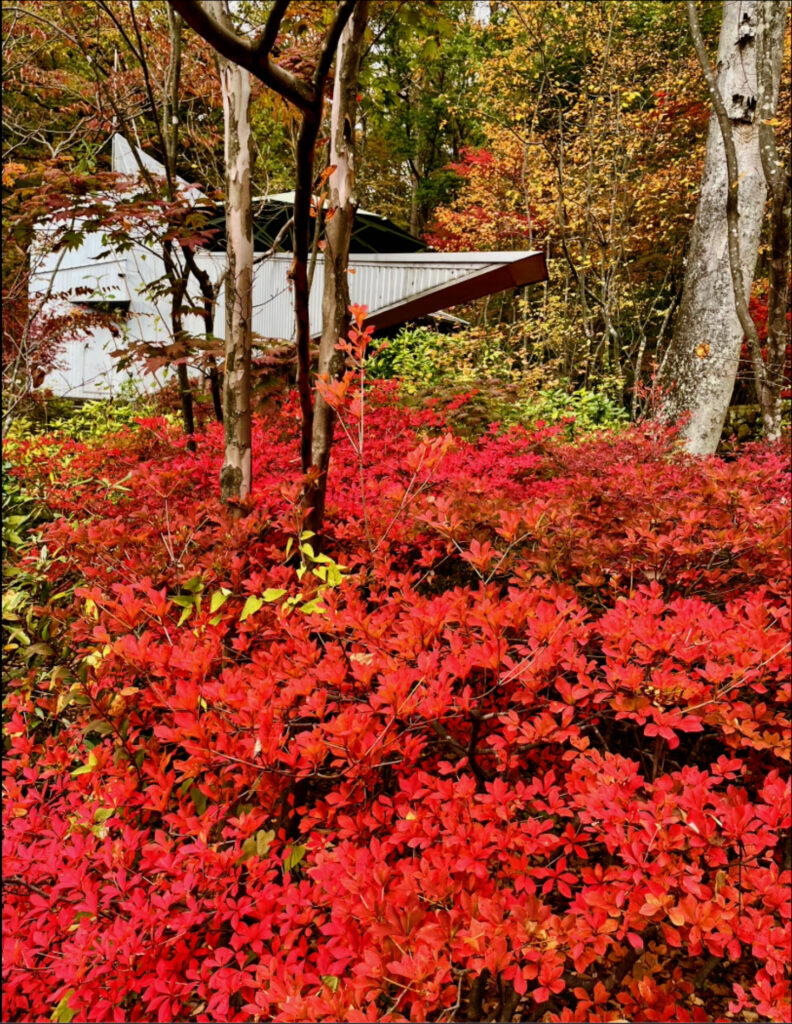２０２５年秋、八ヶ岳の紅葉はギャッベの茜色（あかねいろ）